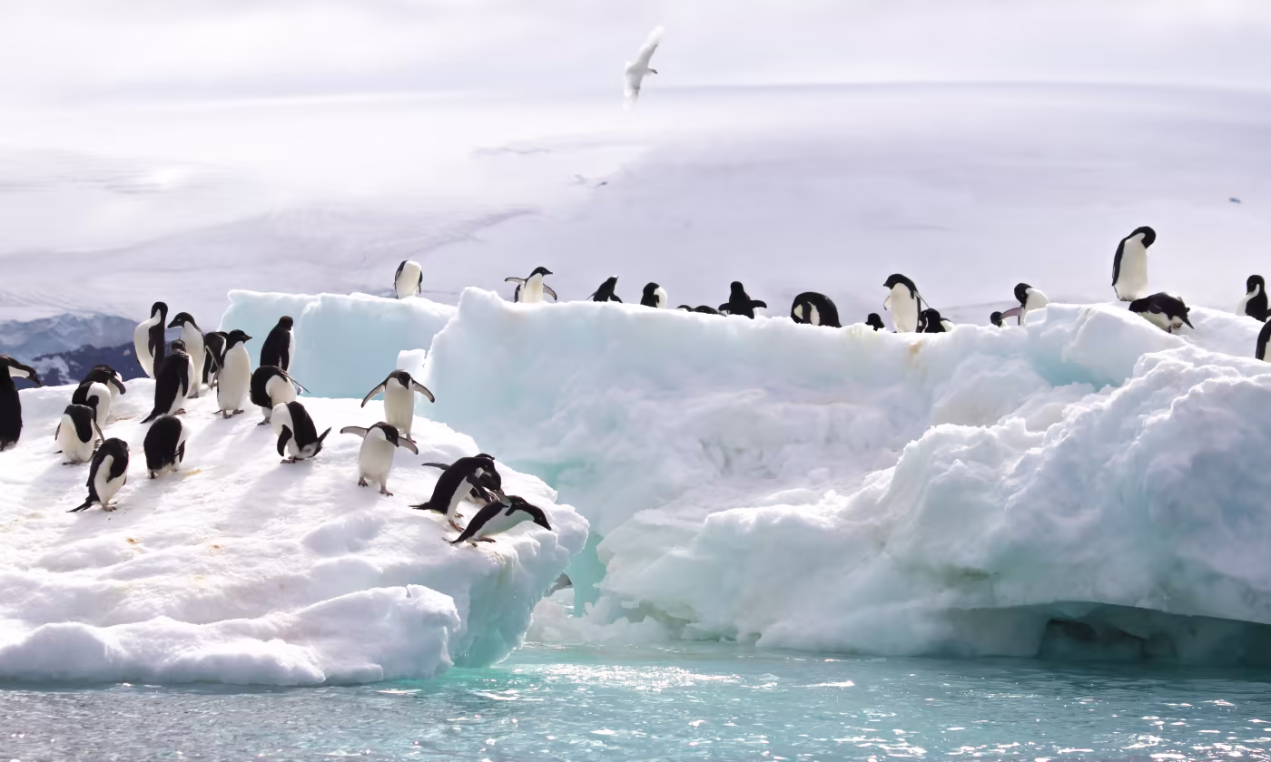 Antarctica - WWF