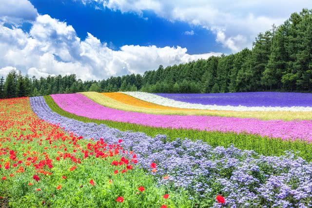 Furano Flower Fields - Savor Japan