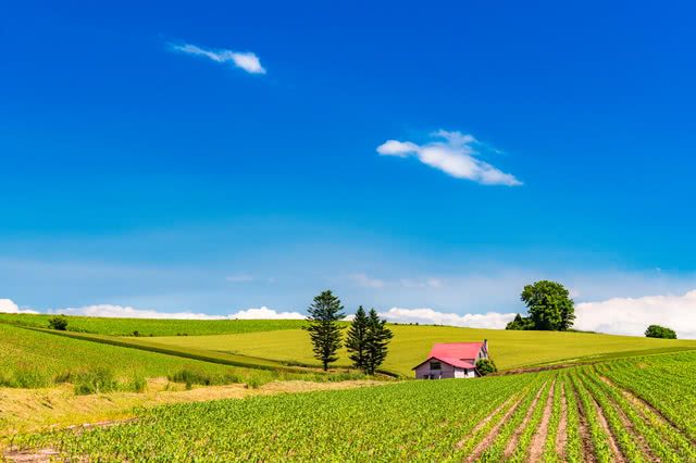 Furano Flower Fields - Savor Japan