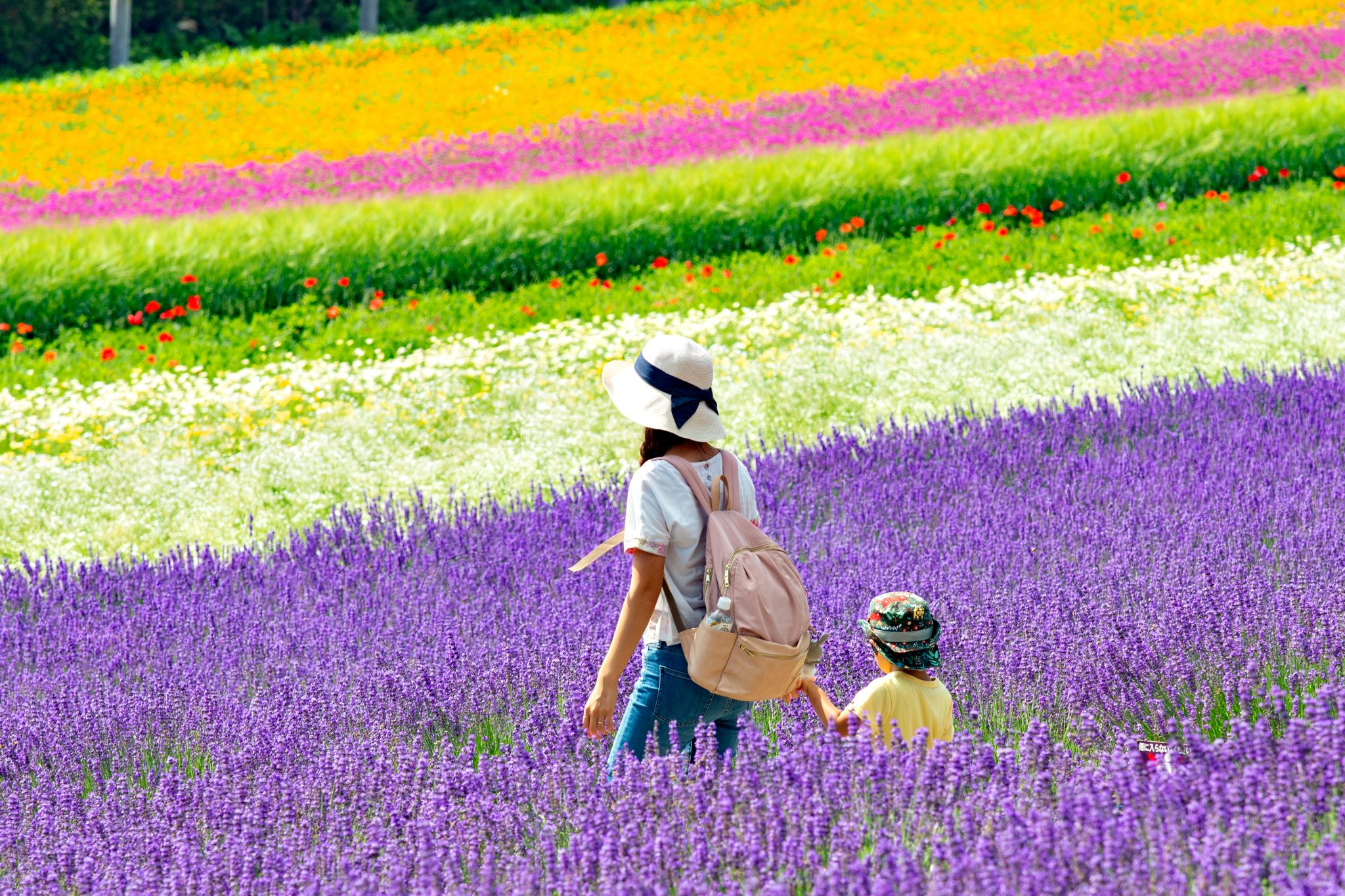 Furano Flower Fields - Nozo Hotel