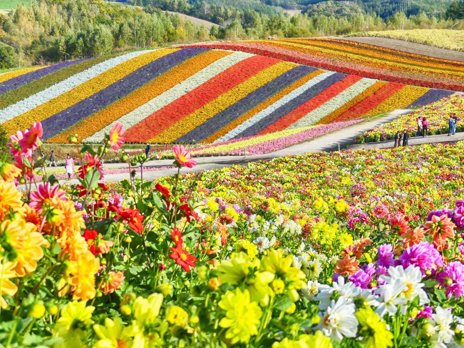 Furano Flower Fields - Nozo Hotel
