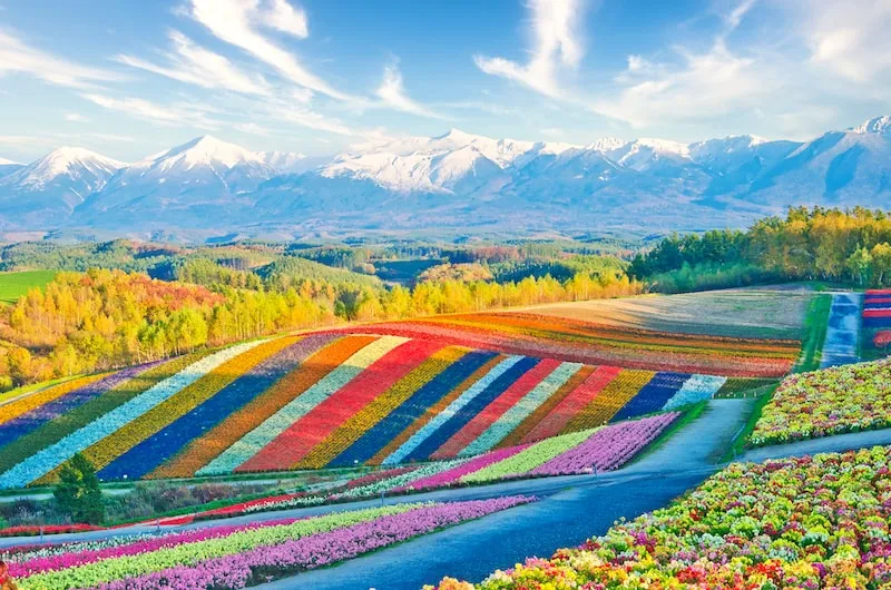 Furano Flower Fields - Donny Kimball