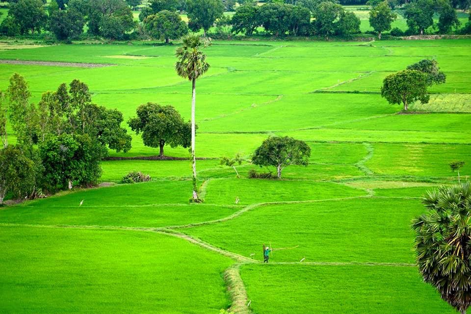 Ta Pa Rice Fields - Vemekong