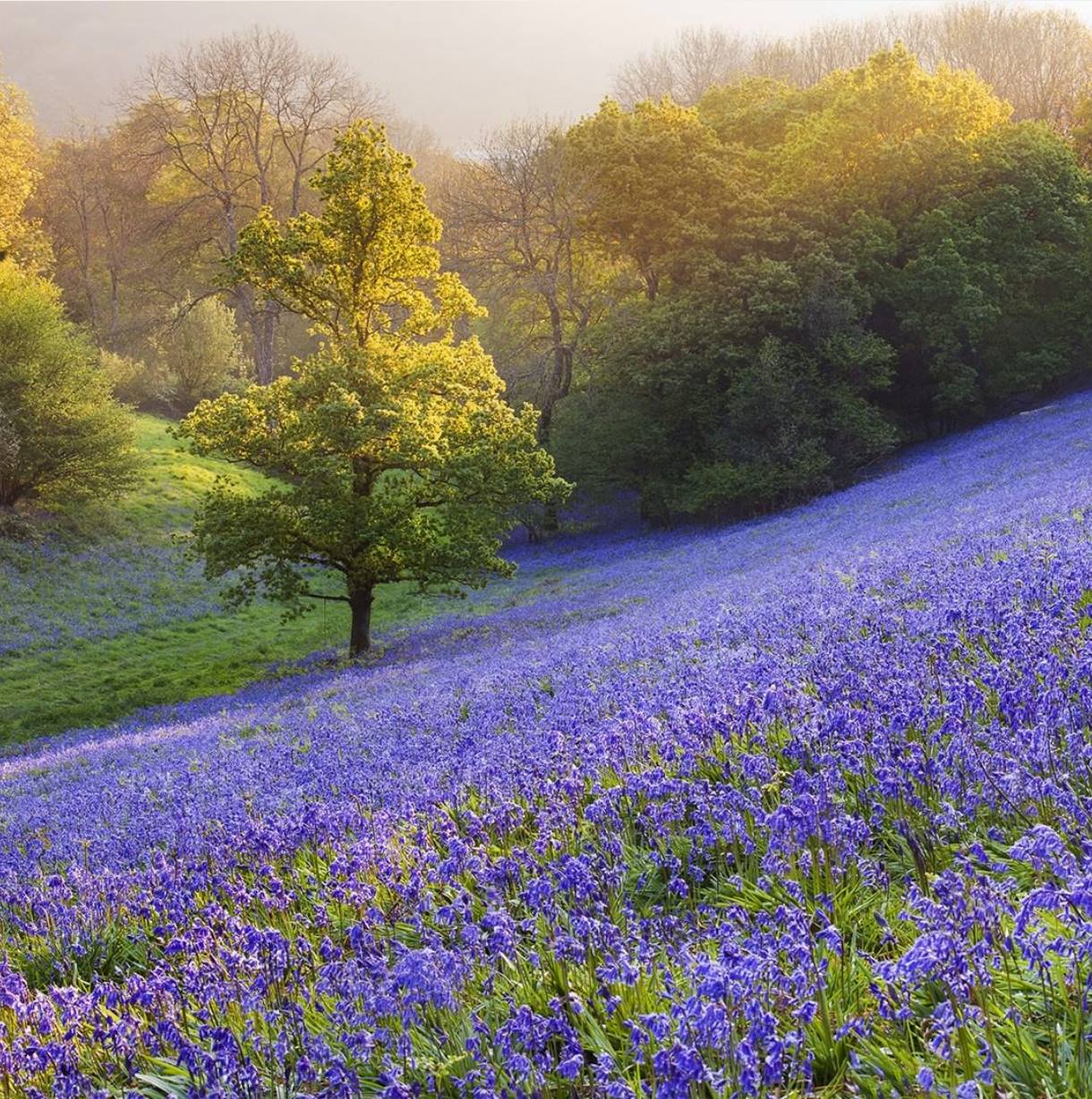 Bluebell Fields - Simon Byrne
