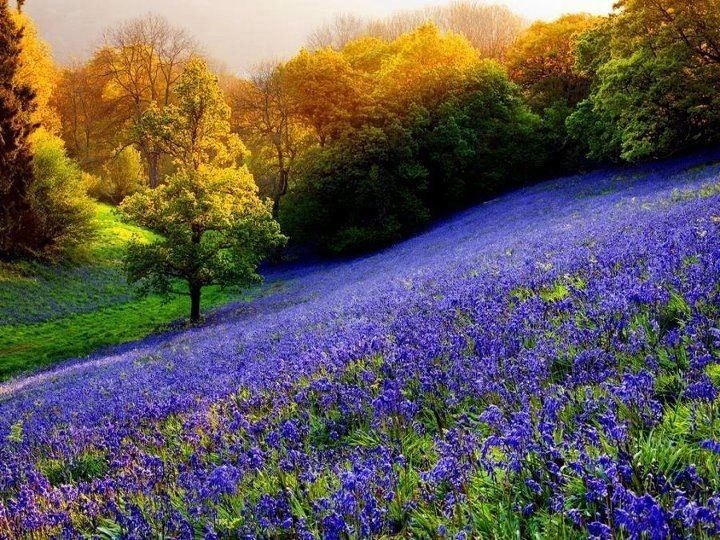 Bluebell Fields - Rachel Moses | Pinterest