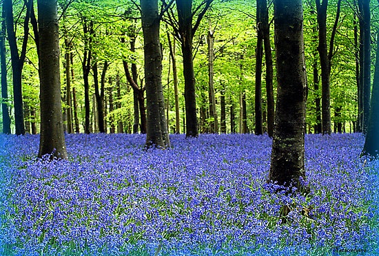 Bluebell Fields - naturelover | Redbubble
