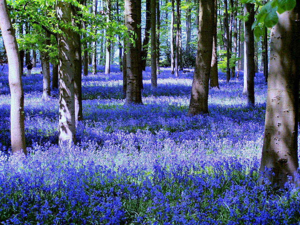 Bluebell Fields - kev747 | tumblr