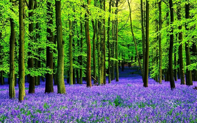 Bluebell Fields - Flash Packing Family