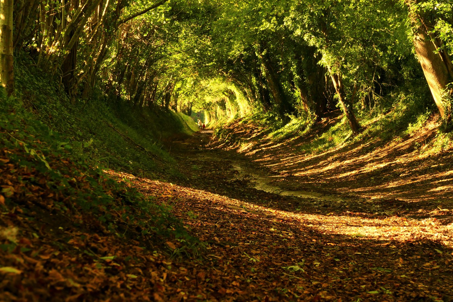 Halnaker - The Ambling Path