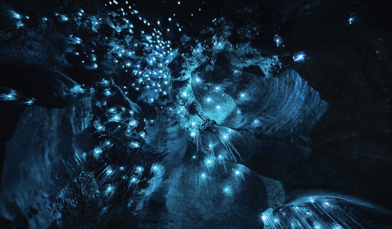 Waitomo Glowworm Caves - Nomadic Matt